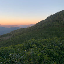 Load image into Gallery viewer, Alasitas, Washed Caturra, Bolivia
