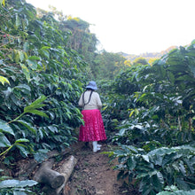 Load image into Gallery viewer, Carmelita, Honey Caturra, Bolivia
