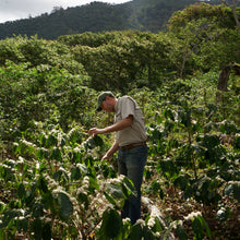 Load image into Gallery viewer, El Sunzita, Washed Hybrid El Pasti, El Salvador
