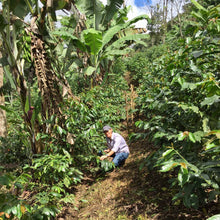 Load image into Gallery viewer, Las Delicias, Washed Java, Nicaragua

