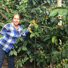 Load image into Gallery viewer, Finca Nejapa, Washed Yellow Caturra, El Salvador
