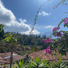 Load image into Gallery viewer, La Soledad, Washed Gesha, Guatemala
