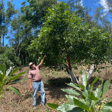Load image into Gallery viewer, La Soledad, Washed Gesha, Guatemala
