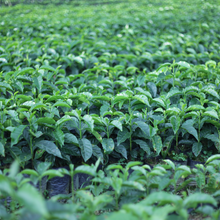 Load image into Gallery viewer, Alasitas, Washed Caturra, Bolivia
