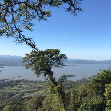 Load image into Gallery viewer, Las Delicias, Washed Java, Nicaragua
