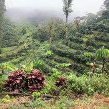 Load image into Gallery viewer, Las Delicias, Washed Java, Nicaragua
