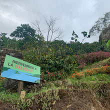 Load image into Gallery viewer, Las Delicias, Washed Java, Nicaragua
