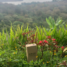 Load image into Gallery viewer, Las Delicias, Washed Java, Nicaragua
