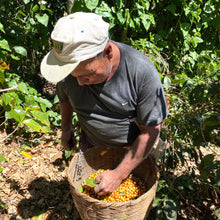 Load image into Gallery viewer, Finca Nejapa, Washed Yellow Caturra, El Salvador
