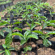 Ladda upp bild till gallerivisning, Cerro Azul, Washed Java, Honduras
