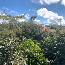 Ladda upp bild till gallerivisning, Cerro Azul, Washed Java, Honduras

