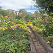 Load image into Gallery viewer, Finca Nejapa, Natural Mamut, El Salvador
