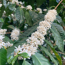 Load image into Gallery viewer, Finca Nejapa, Natural Mamut, El Salvador
