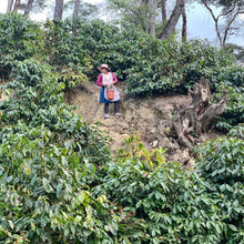 Load image into Gallery viewer, Alasitas, Washed Gesha, Bolivia
