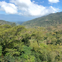 Ladda upp bild till gallerivisning, Cerro Azul, Washed Java, Honduras
