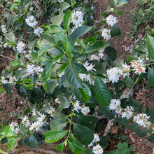 Load image into Gallery viewer, Finca Nejapa, Washed Yellow Caturra, El Salvador
