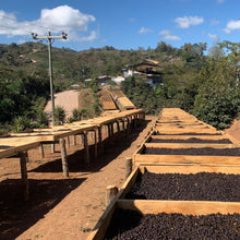 Ladda upp bild till gallerivisning, Cerro Azul, Washed Java, Honduras
