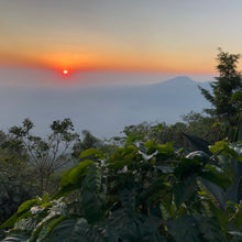 Load image into Gallery viewer, Los Andes, Washed Bourbon, El Salvador
