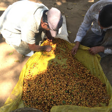 Load image into Gallery viewer, Finca Nejapa, Natural Mamut, El Salvador
