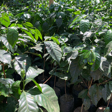 Load image into Gallery viewer, Los Andes, Washed SL28, El Salvador
