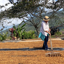 Ladda upp bild till gallerivisning, Cerro Azul, Washed Java, Honduras
