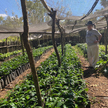 Load image into Gallery viewer, Finca Nejapa, Natural Mamut, El Salvador
