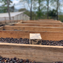 Ladda upp bild till gallerivisning, Cerro Azul, Washed Java, Honduras
