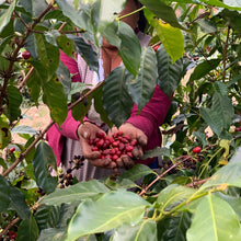 Load image into Gallery viewer, Alasitas, Washed Gesha, Bolivia
