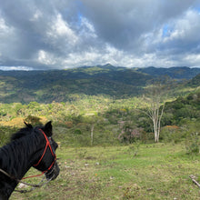 Ladda upp bild till gallerivisning, Limoncillo, Tvättad Caturra, Nicaragua
