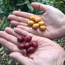 Load image into Gallery viewer, Finca Nejapa, Natural Mamut, El Salvador
